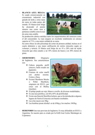 5
- BLANCO AZUL BELGA:
Es usado extensivamente en
cruzamiento industrial con
ganado de leche y otras razas
de carne en todas partes del
mundo. El blanco-azul belga
ha alcanzado el puesto
número uno como raza y
pertenece estable como la raza
de carne más estable.
Su producción cárnica satisface tanto los requerimientos del carnicero como
el del consumidor. La raza asegura un excelente rendimiento en carcasa
superior al 71% y una mejor calidad de su carne.
Su carne ofrece un alto porcentaje de cortes de primera calidad, incluso en el
cuarto delantero y una mejor calificación de ciertos músculos según su
volumen y terneza. El blanco azul belga da un 18 a 20% más de tejido
muscular que otras canales y un 10% menos de hueso y un 30% menos de
grasa.
- SHORTHORN: Originario
de Inglaterra. Sus características
son:
 Cabeza pequeña, perfil
cóncavo, belfo rosado sin
pigmento.
 Cuernos de color marfil
con puntas oscuras.
Cortos y finos.
 Existen Shorthorn Mocho
o Pollet Shorthorn,
originario de EEUU, por
cruce con el Mulley
(mochas).
 El pelaje puede ser rojo, blanco o rosillo, de diversas modalidades.
 Es una raza prolífica, con 60 a 85% de prolificidad.
 Existe una línea de ShortHon lechero, que se ha introducido a algunos
lugares de Sierra (Coracora) con buenos resultados.
 Las crías nacen con 38kg
 Las hembras pesan alreded or de 636kg y los machos 1045kg.
- HEREFORD Esta raza proviene de Inglaterra. Es muy difundida en EEUU y
Argentina. En nuestro país es criado por la SAIS José Carlos Mariátegui en
Cajamarca.
 