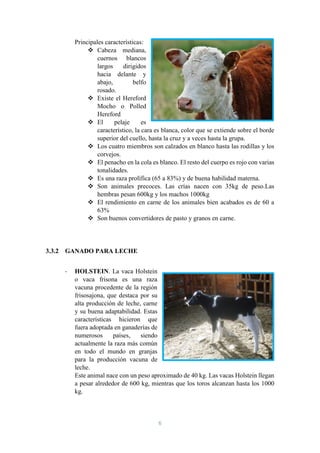 6
Principales características:
 Cabeza mediana,
cuernos blancos
largos dirigidos
hacia delante y
abajo, belfo
rosado.
 Existe el Hereford
Mocho o Polled
Hereford
 El pelaje es
característico, la cara es blanca, color que se extiende sobre el borde
superior del cuello, hasta la cruz y a veces hasta la grupa.
 Los cuatro miembros son calzados en blanco hasta las rodillas y los
corvejos.
 El penacho en la cola es blanco. El resto del cuerpo es rojo con varias
tonalidades.
 Es una raza prolífica (65 a 83%) y de buena habilidad materna.
 Son animales precoces. Las crías nacen con 35kg de peso.Las
hembras pesan 600kg y los machos 1000kg
 El rendimiento en carne de los animales bien acabados es de 60 a
63%
 Son buenos convertidores de pasto y granos en carne.
3.3.2 GANADO PARA LECHE
- HOLSTEIN. La vaca Holstein
o vaca frisona es una raza
vacuna procedente de la región
frisosajona, que destaca por su
alta producción de leche, carne
y su buena adaptabilidad. Estas
características hicieron que
fuera adoptada en ganaderías de
numerosos países, siendo
actualmente la raza más común
en todo el mundo en granjas
para la producción vacuna de
leche.
Este animal nace con un peso aproximado de 40 kg. Las vacas Holstein llegan
a pesar alrededor de 600 kg, mientras que los toros alcanzan hasta los 1000
kg.
 
