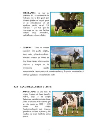 7
- GIROLANDO: La raza es
producto del cruzamiento de la
Holstein con la Gir, pasó por
diversos grados de sangre, pero
se ha estandarizado en el
siguiente patrón racial: 5/8
Holstein + 3/8 Gir que la
convierten en un raza bovina
lechera muy productiva,
indicada para climas cálidos.
- GUZERAT. Tiene un cuerpo
vigoroso, con pecho amplio,
lomo recto y giba desarrollada.
Presenta cuernos en forma de
lira, frente plana o cóncava, ojos
elípticos y arrugas en la
prominente arcada
supraorbitaria. Las orejas son de tamaño mediano y de puntas redondeadas; el
ombligo y prepucio son de tamaño recto.
3.3.3 GANADO PARA CARNE Y LECHE
- NORMANDO: Es una raza de
origen Francés, de buen tamaño,
rústica, dócil y se adapta
fácilmente a condiciones de altura,
como es el caso de Colombia que
se cría entres los 3000 y 4300
msnm. Son criados
fundamentalmente por pequeño
ganaderos en base a pastos y los
machos se usan también como
yuntas.
 