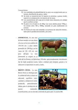 8
Características:
 Las cualidades de palatabilidad de la carne son excepcionales por su
ternura, distribución de grasa y sabor.
 Su leche se caracteriza por la riqueza en proteínas y grasas siendo
superior en comparación a la mayoría de las razas.
 Las características del cuajo de su leche tiene elementos de calidad
que le confiere su tipo.
 Su peso vivo al nacer es de 40kg. Las vacas adultas pesan 750kg y
los toretes entre 700 y 800kg. teniendo un gran rendimiento en
carcasa.
 En Francia la raza está sometida a un proceso de selección intenso,
tanto para la producción de leche y de carne.
- SIMMENTAL. Es una raza
de buen tamaño con una altura
a la cruz en los toros adultos de
150-158 cm. y peso adulto
promedio de 1200 Kg y en las
vacas de 138 -142 cm. con
peso adCopia La raza
Simmental se originó en el
valle del río Simme, en Suiza hace 350 años .aproximadamente; inicialmente
fué de triple propósito (carne, leche y trabajo) pero después, gracias a la
selección se especializó en carne y leche.
- BROWN SWISS. La raza
Brown Swiss se distingue por
la calidad de leche, es decir un
adecuado equilibrio entre
cantidad y calidad de la leche
producida, particularmente
idónea para la producción de
quesos madurados
(caseificación), con un elevado contenido de genes para k-caseína BB.
 
