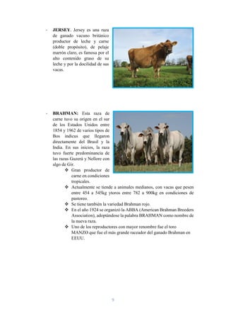 9
- JERSEY. Jersey es una raza
de ganado vacuno británico
productor de leche y carne
(doble propósito), de pelaje
marrón claro, es famosa por el
alto contenido graso de su
leche y por la docilidad de sus
vacas.
- BRAHMAN: Esta raza de
carne tuvo su origen en el sur
de los Estados Unidos entre
1854 y 1962 de varios tipos de
Bos indicus que llegaron
directamente del Brasil y la
India. En sus inicios, la raza
tuvo fuerte predominancia de
las razas Guzerá y Nellore con
algo de Gir.
 Gran productor de
carne en condiciones
tropicales.
 Actualmente se tiende a animales medianos, con vacas que pesen
entre 454 a 545kg ytoros entre 782 a 900kg en condiciones de
pastoreo.
 Se tiene también la variedad Brahman rojo.
 En el año 1924 se organizó la ABBA (American Brahman Breeders
Association), adoptándose la palabra BRAHMAN como nombre de
la nueva raza.
 Uno de los reproductores con mayor renombre fue el toro
MANZO que fue el más grande raceador del ganado Brahman en
EEUU.
 