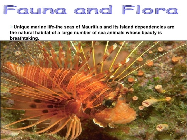 Info on Mauritius
