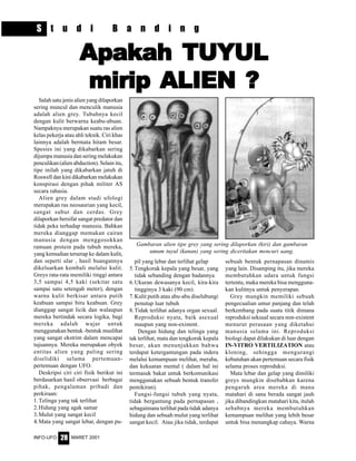 MARET 2001INFO-UFO 28
Salah satu jenis alien yang dilaporkan
sering muncul dan menculik manusia
adalah alien grey. Tubuhnya kecil
dengan kulit berwarna keabu-abuan.
Nampaknya merupakan suatu ras alien
kelas pekerja atau ahli teknik. Ciri khas
lainnya adalah bermata hitam besar.
Spesies ini yang dikabarkan sering
dijumpa manusia dan sering melakukan
penculikan (alien abduction). Selain itu,
tipe inilah yang dikabarkan jatuh di
Roswell dan kini dikabarkan melakukan
konspirasi dengan pihak militer AS
secara rahasia.
Alien grey dalam studi ufologi
merupakan ras neosaurian yang kecil,
sangat subur dan cerdas. Grey
dilaporkan bersifat sangat predator dan
tidak peka terhadap manusia. Bahkan
mereka dianggap memakan cairan
manusia dengan menggosokkan
ramuan protein pada tubuh mereka,
yang kemudian terserap ke dalam kulit,
dan seperti ular , hasil buangannya
dikeluarkan kembali melalui kulit.
Greys rata-rata memiliki tinggi antara
3,5 sampai 4,5 kaki (sekitar satu
sampai satu setengah meter), dengan
warna kulit berkisar antara putih
keabuan sampai biru keabuan. Grey
dianggap sangat licik dan walaupun
mereka bertindak secara logika, bagi
mereka adalah wajar untuk
menggunakan bentuk -bentuk muslihat
yang sangat ekstrim dalam mencapai
tujuannya. Mereka merupakan obyek
entitas alien yang paling sering
diselidiki selama pertemuan-
pertemuan dengan UFO.
Deskripsi ciri ciri fisik berikut ini
berdasarkan hasil observasi berbagai
pihak, pengalaman pribadi dan
perkiraan:
1.Telinga yang tak terlihat
2.Hidung yang agak samar
3.Mulut yang sangat kecil
4. Mata yang sangat lebar, dengan pu-
AAAAApakahpakahpakahpakahpakah TUYULTUYULTUYULTUYULTUYUL
mirip ALIEN ?mirip ALIEN ?mirip ALIEN ?mirip ALIEN ?mirip ALIEN ?
pil yang lebar dan terlihat gelap
5.Tengkorak kepala yang besar, yang
tidak sebanding dengan badannya
6.Ukuran dewasanya kecil, kira-kira
tingginya 3 kaki (90 cm).
7.Kulit putih atau abu-abu diselubungi
penutup luar tubuh
8.Tidak terlihat adanya organ sexual.
Reproduksi nyata, baik asexual
maupun yang non-existent.
Dengan hidung dan telinga yang
tak terlihat, mata dan tengkorak kepala
besar, akan menunjukkan bahwa
terdapat ketergantungan pada indera
melalui kemampuan melihat, meraba,
dan kekuatan mental ( dalam hal ini
termasuk bakat untuk berkomunikasi
menggunakan sebuah bentuk transfer
pemikiran).
Fungsi-fungsi tubuh yang nyata,
tidak bergantung pada pernapasan ,
sebagaimana terlihat pada tidak adanya
hidung dan sebuah mulut yang terlihat
sangat kecil. Atau jika tidak, terdapat
sebuah bentuk pernapasan dinamis
yang lain. Disamping itu, jika mereka
membutuhkan udara untuk fungsi
tertentu, maka mereka bisa mengguna-
kan kulitnya untuk penyerapan.
Grey mungkin memiliki sebuah
pengecualian umur panjang dan telah
berkembang pada suatu titik dimana
reproduksi seksual secara non-existent
menurut perasaan yang diketahui
manusia selama ini. Reproduksi
biologi dapat dilakukan di luar dengan
IN-VITRO VERTILIZATION atau
kloning, sehingga mengurangi
kebutuhan akan pertemuan secara fisik
selama proses reproduksi.
Mata lebar dan gelap yang dimiliki
greys mungkin disebabkan karena
pengaruh area mereka di mana
matahari di sana berada sangat jauh
jika dibandingkan matahari kita, itulah
sebabnya mereka membutuhkan
kemampuan melihat yang lebih besar
untuk bisa menangkap cahaya. Warna
Gambaran alien tipe grey yang sering dilaporkan (kiri) dan gambaran
umum tuyul (kanan) yang sering diceritakan mencuri uang.
S t u d i B a n d i n g
 