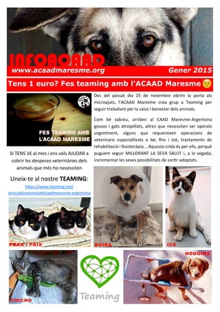 INFOACAAD
www.acaadmaresme.org Gener 2015
INFOACAAD
Tens 1 euro? Fes teaming amb l’ACAAD Maresme
Des del passat dia 25 de novembre obrim la porta als
microajuts, l’ACAAD Maresme crea grup a Teaming per
seguir treballant per la salut i benestar dels animals.
Com bé sabreu, arriben al CAAD Maresme-Argentona
gossos i gats atropellats, altres que necessiten ser operats
urgentment, alguns que requereixen operacions de
veterinaris especialitzats o bé, fins i tot, tractaments de
rehabilitació i fisioteràpia... Aquesta crida és per ells, perquè
puguem seguir MILLORANT LA SEVA SALUT i, a la vegada,
incrementar les seves possibilitats de sortir adoptats.
Enric Ortega
SI TENS 1€ al mes i ens vols AJUDAR a
cobrir les despeses veterinàries dels
animals que més ho necessiten
Uneix-te al nostre TEAMING:
https://www.teaming.net/
amicsdelsanimalsdelcaadmaresme-argentona
BOIRA ICEPRAX i PRIX
CHICHO
HODGINS
 