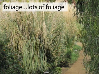 foliage…lots of foliage