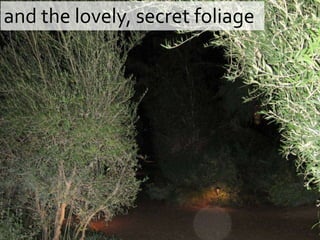 and the lovely, secret foliage