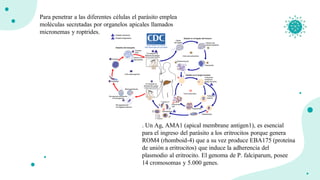 Para penetrar a las diferentes células el parásito emplea
moléculas secretadas por organelos apicales llamados
micronemas y roptrides.
. Un Ag, AMA1 (apical membrane antigen1), es esencial
para el ingreso del parásito a los eritrocitos porque genera
ROM4 (rhomboid-4) que a su vez produce EBA175 (proteína
de unión a eritrocitos) que induce la adherencia del
plasmodio al eritrocito. El genoma de P. falciparum, posee
14 cromosomas y 5.000 genes.
 