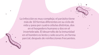 La infección es muy compleja; el parásito tiene
más de 10 formas diferentes en su ciclo de
vida y pasa por cuatro células distintas, dos
en el hospedero humano y dos en el
invertebrado. El desarrollo de la inmunidad
en el hombre es lento y solo ocurre, en forma
parcial, después de reinfecciones frecuentes.
 