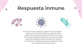 Respuesta inmune
En la lucha contra el parásito, el sistema inmune emplea
todos sus mecanismos de defensa y logra disminuir
progresivamente la parasitemia, prevenir en casi todos
los casos las complicaciones graves y acortar la duración
de la enfermedad, pero falla en erradicar la infección.
Las infecciones repetitivas mejoran la respuesta inmune
pero no logra hacerla esterilizante.
 