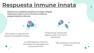 Respuesta inmune innata
DCs facilitan la migración del
parásito a los ganglios linfáticos
Nks participan en el control de
la infección.
Disminuye la cantidad de parásitos en la sangre e hígado,
impide que invadan a otros eritrocitos y modera la
patogenicidad de la infección.
Los MOs fagocitan eritrocitos
parasitados con plasmodios aun
en ausencia de ACs.
Producción de radicales del
oxígeno ayuda a controlar la
parasitemia.
 