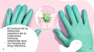 El control de la
infección
requiere de la
respuesta
inmune
adquirida que
no resulta ser
muy efectiva.
 