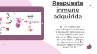 El TLR9 reconoce a la
hemozoina que es producto de
la degradación de hemoglobina
a causa de la infección, esto
activa a las CDs y activan a los
LsTCD4 y a los LsTCD8 que
reconocen a su vez a los Ags
del parásito presentados por
HLA1 Y HLA2.
Respuesta
inmune
adquirida
 