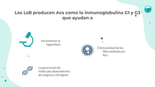 Los LsB producen Acs como la inmunoglobulina G1 y G3
que ayudan a
La generación de
moléculas dependientes
de oxígeno y nitrógeno
Citotoxicidad de las
NKs mediada por
Acs.
Incrementar la
fagocitosis
 