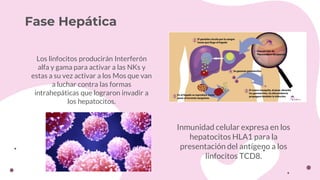Fase Hepática
Inmunidad celular expresa en los
hepatocitos HLA1 para la
presentación del antígeno a los
linfocitos TCD8.
Los linfocitos producirán Interferón
alfa y gama para activar a las NKs y
estas a su vez activar a los Mos que van
a luchar contra las formas
intrahepáticas que lograron invadir a
los hepatocitos.
 