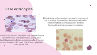 Fase eritrocítica
El parásito en su forma activa ingresa al eritrocito en el
cual se divide y al hacerlo, lisa al mismo para invadir a
otros eritrocitos además es aquí en donde la
hemoglobina se transforma en hemozoína.
La hemozoína y partes de parásito son reconocidos por
los TLR9 lo cual en el bazo iniciara la respuesta
adquirida produciendo Acs contra moléculas presentes
en los eritrocitos infectados y facilitan la fagocitosis
dada por los Mos.
 