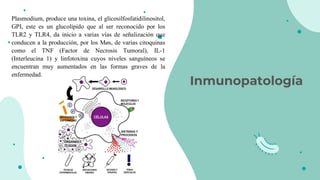Inmunopatología
You can enter a subtitle here
Plasmodium, produce una toxina, el glicosilfosfatidilinositol,
GPI, este es un glucolípido que al ser reconocido por los
TLR2 y TLR4, da inicio a varias vías de señalización que
conducen a la producción, por los Møs, de varias citoquinas
como el TNF (Factor de Necrosis Tumoral), IL-1
(Interleucina 1) y linfotoxina cuyos niveles sanguíneos se
encuentran muy aumentados en las formas graves de la
enfermedad.
 