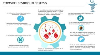 1- Inicia por una infección bacteriana masiva o
resistente a los antibióticos
2- Activación del sistema del complemento
que genera la producción de la anafllotoxina C5a.
3- La C5a induce una inmunoparálisisde los PMN.
4- Producción exageradade citoquinas
proinflamatoriaspor activación de los Mo.
C5a
ETAPAS DEL DESARROLLO DE SEPSIS
5- Las endotoxinas actúan como superantígenos,
incrementan la producción de TNF-a e IL-1 que
activan a los PMN y hacen que se liberen
proteasas que alteran el endotelio vascular.
6- El daño del endotelio propicia el desarrollo de
coagulopatía intravascular.
7- Por activación de caspasas hay una aceleración
de los mecanismos de apoptosis de los LT
8- El daño del endotelio vascular incrementa su
permeabilidad con escape de líquidos hacia los
tejidos lo que conduce a hipotensión .
9- En los vasos pulmonares se produce un
acumulo de PMN atraídos por las moléculas de
C5a, que estrecha la luz de los capilares y altera
el intercambio gaseoso.10- Hay un incremento en la apoptosis de las
células del epitelio intestinal.
 