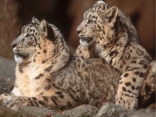 Recorrí unas veinticinco páginas y fui
   rescatando fragmentos, alguno tan
 pequeños que no valía la pena escribir
     la página como una referencia
   bibliográfica, pero cuando los uní,
quedó que daba gusto de mirar y leer lo
 que había hecho. No era muy largo, lo
que es bueno, porque si no nadie lo lee.
 