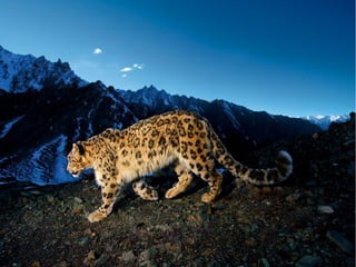 Cuando terminé la profesora no hizo hacer
  una entrevista pero en mi caso no había
   nadie en Uruguay que supiera sobre El
  Leopardo de Las Nieves así que decidí
  entrevistar a alguien sobre animales en
peligro de extinción en Uruguay, y también
   otros que continuamente están siendo
 cazados. Luego de entrevistarlo reflexioné
y me di cuenta de que fue una experiencia
                muy linda.
 