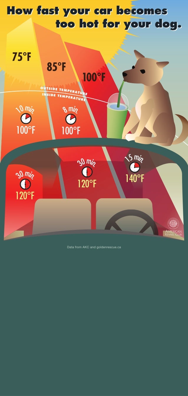How Fast Your Car Too Hot for Your Dog
