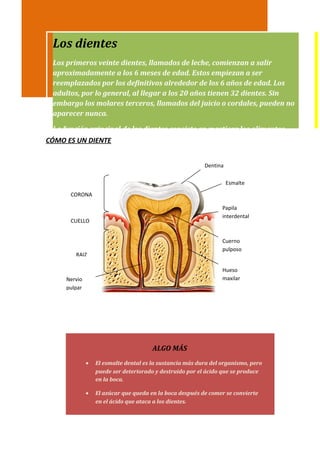 Los dientes
 Los primeros veinte dientes, llamados de leche, comienzan a salir
 aproximadamente a los 6 meses de edad. Estos empiezan a ser
 reemplazados por los definitivos alrededor de los 6 años de edad. Los
 adultos, por lo general, al llegar a los 20 años tienen 32 dientes. Sin
 embargo los molares terceros, llamados del juicio o cordales, pueden no
 aparecer nunca.

 La función principal de los dientes consiste en masticar los alimentos,
CÓMO ES UN DIENTE


                                                          Dentina

                                                                    Esmalte
      CORONA

                                                                 Papila
                                                                 interdental
      CUELLO


                                                                 Cuerno
                                                                 pulposo
        RAIZ

                                                                 Hueso
     Nervio                                                      maxilar
     pulpar




                                       ALGO MÁS
              •   El esmalte dental es la sustancia más dura del organismo, pero
                  puede ser deteriorado y destruido por el ácido que se produce
                  en la boca.

              •   El azúcar que queda en la boca después de comer se convierte
                  en el ácido que ataca a los dientes.
 