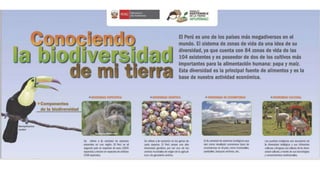 Infografía biodiversidad en peru (1)