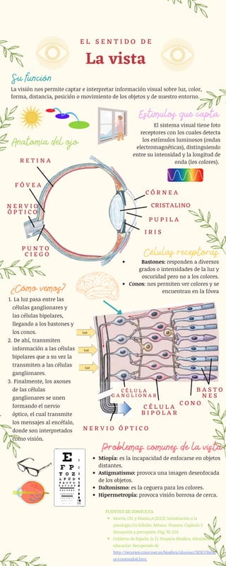 Estímulos que capta
La vista
E L S E N T I D O D E
¿Cómo vemos?
P U N T O
C I E G O
La luz pasa entre las
células ganglionares y
las células bipolares,
llegando a los bastones y
los conos.
De ahí, transmiten
información a las células
bipolares que a su vez la
transmiten a las células
ganglionares.
Finalmente, los axones
de las células
ganglionares se unen
formando el nervio
óptico, el cual transmite
los mensajes al encéfalo,
donde son interpretados
como visión.
1.
2.
3.
La visión nos permite captar e interpretar información visual sobre luz, color,
forma, distancia, posición o movimiento de los objetos y de nuestro entorno.
El sistema visual tiene foto
receptores con los cuales detecta
los estímulos luminosos (ondas
electromagnéticas), distinguiendo
entre su intensidad y la longitud de
onda (los colores).
C Ó R N E A
CRISTALINO
P U P I L A
I R I S
Anatomía del ojo
Problemas comunes de la vista
Miopía: es la incapacidad de enfocarse en objetos
distantes.
Astigmatismo: provoca una imagen desenfocada
de los objetos.
Daltonismo: es la ceguera para los colores.
Hipermetropía: provoca visión borrosa de cerca.
Morris, CH. y Maisto,A.(2013). Introducción a la
psicología.13a Edición. México: Pearson. Capítulo 3.
Sensasción y percepción. Pág. 92-124.
Gobierno de España. (s. f.). Proyecto Biosfera. Ministerio de
educación. Recuperado de
http://recursos.cnice.mec.es/biosfera/alumno/3ESO/Relac
or/contenido6.htm
FUENTES DE CONSULTA
Su función
Bastones: responden a diversos
grados o intensidades de la luz y
oscuridad pero no a los colores.
Conos: nos permiten ver colores y se
encuentran en la fóvea
Células receptoras
N E R V I O
Ó P T I C O
F Ó V E A
R E T I N A
C O N O
B A S T O
N E S
C É L U L A
B I P O L A R
C É L U L A
G A N G L I O N A R
N E R V I O Ó P T I C O
 