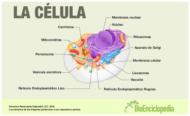 Featured image of post Celula Animal Partes En Español - Las celulas animales, como todas las celulas eucariotas, tienen distintas partes que ejercen funciones especiales por otra parte, hay celulas que soportan el desarrollo de otras, como por ejemplo las celulas de sertoli en los testiculos, y de muchas otras.