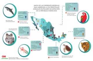 Actualmente solo hay 100
ejemplares en cautiverio
VAQUITA MARINA
Especie endémica
RESERVAS:
BAJA
CALIFORNIA
ESPECIE EXTINTA
(en estado salvaje)
340 EJEMPLARES
APROXIMADAMENTE
TORTUGA CAGUAMA
Reservas:
BAJA CALIFORNIA
QUINTANA ROO
YUCATAN
VERACRUZ
ESPECIE CASI EXTINTA
AJOLOTE MEXICANO
Especie endémica
RESERVAS:
XOCHIMILCO
PARQUE ECOLÓGICO
ATLAPULCO
ESPECIE EXTINTA
LOBO GRIS MEXICANO
Reservas:
SONORA
CHIHUAHUA
Y EN EL CENTRO
DE MEXICO
ESPECIE EXTINTA
(en estado salvaje)
Solo 260 ejemplares
entre México y E. U.
GUACAMAYA ESCARLATA
Reservas:
TAMAULIPAS
SAN LUIS POTOSI
VERACRUZ
TABASCO
OAXACA
ESPECIE EN PELIGRO
perdida del 90%
en la ultima decada
JAGUAR
Reservas:
“CALAKMUL” CAMPECHE
SINALOA, SONORA
“SIAN KA´AN”
QUINTANA
ROO
ESPECIE EN PELIGRO
MAPA DE LAS DIFERENTES RESERVAS
QUE ALBERGAN A LOS PRINCIPALES
ANIMALES EN PELIGRO DE EXTINCIÓN
EN LA REPUBLICA MEXICANA
Margarita Salmoran Mejia
Bases informativas : CNN México, Greenpeace México
 