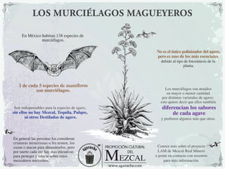 LOS MURCIÉLAGOS MAGUEYEROS
En México habitan 138 especies de
murciélagos.
Son indispensables para la especies de agave,
sin ellos no hay Mezcal, Tequila, Pulque,
ni otros Destilados de agave.
No es el único polinizador del agave,
pero es uno de los más esenciales
debido al tipo de fotosíntesis de la
planta.
Los murciélagos son atraídos
en mayor o menor cantidad
por distintas varietales de agave;
esto quiere decir que ellos también
y preﬁeren algunos más que otros.
1 de cada 5 especies de mamíferos
son murciélagos.
En general las personas los consideran
criaturas misteriosas o les temen, los
cazan o atacan para ahuyentarlos, pero
por suerte cada vez hay más iniciativas
para proteger y educar sobre estos
mezcaleros nocturnos.
diferencían los sabores
de cada agave
Conoce más sobre el proyecto
LAM de Mezcal Real Minero
o ponte en contacto con nosotros
para más información.
MR
 