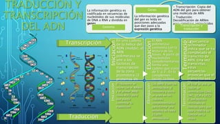 La información genética es
codificada en secuencias de
nucleótidos de sus moléculas
de DNA o RNA y dividida en
genes
Genoma
La información genética
del gen es leída en
posiciones adecuadas
que dan paso a la
expresión genética
Genes
- Transcripción: Copia del
ADN del gen para obtener
una molécula de ARN
- Traducción:
Decodificación de ARNm
para sintetizar aminoácidos
Transcripción y
traducción
Terminació
n
Iniciación
En una cadena
de la hélice del
ADN (molde), el
ARN
polimerasa se
une a los
factores de
transcripción
de la zona
promotora (3
proteínas de
transcripción)
Elongación
El ARN
polimerasa
comienza con la
lectura de las
bases. A partir de
nucleótidos
complementarios
forma una
cadena que crece
de 5' a 3‘. En la
complemen-
tación, la base
uracilo se cambia
por timina
La secuencia
terminador
indica que se ha
completado el
transcrito de
ARN. Una vez
transcritas,
estas
secuencias
provocan que el
transcrito sea
liberado
Iniciación
El ribosoma se
reúne con el ARNm
y el primer ARNt
(lleva AUG) para
que pueda
comenzar la
traducción
Elongación
Los ARNt traen los
aminoácidos al
ribosoma y estos
se unen en los
codones
complementarios
para formar una
proteína de hasta
33,000
aminoácidos
Terminación
Al final se une un
codón de
terminación (UAA,
UAG, UGA o UGG)
El polipéptido
terminado es
liberado para que
vaya y realice su
función en la
célulaTraducción
Transcripción
 