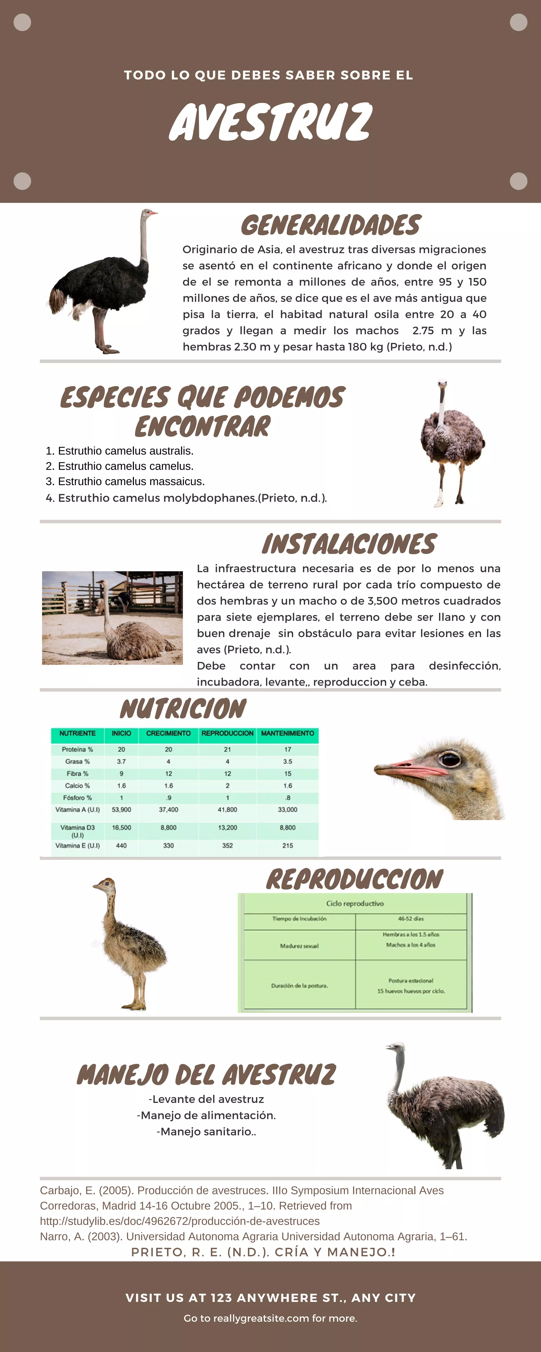 Infografia avestruz | PDF