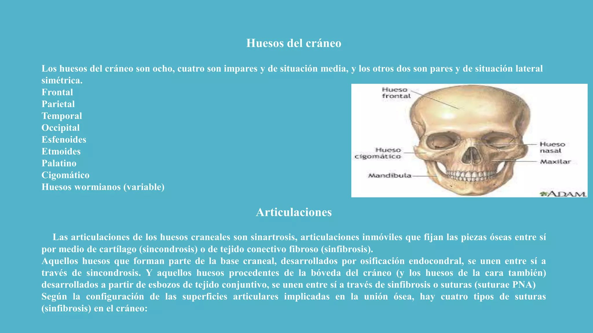 Infografia (morfologia del craneo). | PPTX