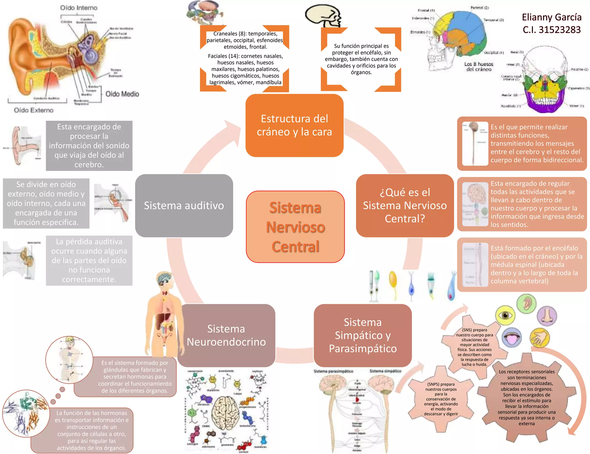infografia-sistema-nervioso-central-pptx