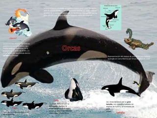 La orca presenta el diseño anatómico común para todos los delfín
idos. El cráneo presenta menos asimetría que en las otras especies
grandes de la familia Delphinidae. Es fácilmente distinguible por su
gran tamaño que llega a alcanzar hasta un metro de longitud

¿Que es?
La orca es una especie de cetáceo
odontoceto perteneciente a la
familia delfines oceánicos, Es la
especie más grande de delfín y la
única existente reconocida dentro
del género Orcinus.

Representación del ataque de una orca a una ballena,
ilustrado en Carta Marina por Orcas Magnus en 1539.

Color
Tipos
Tipos de orca identificados en el
Hemisferio Sur.

Las orcas destacan por su
coloración. Aunque la
tonalidad general es negra,
posee un patrón de manchas
claras muy característico

Las orcas destacan por su gran
tamaño, con máximos hallados en
machos de 9,8 m y 10 toneladas de
peso.
miden

Tamaño

 