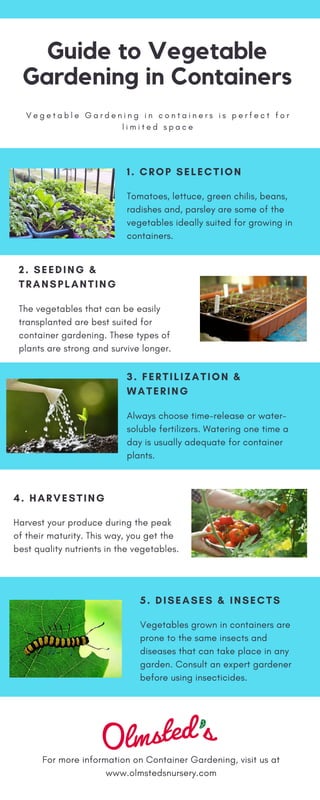 Guide to Vegetable
Gardening in Containers
V e g e t a b l e G a r d e n i n g i n c o n t a i n e r s i s p e r f e c t f o r
l i m i t e d s p a c e
For more information on Container Gardening, visit us at
www.olmstedsnursery.com
2. SEEDING &
TRANSPLANTING
The vegetables that can be easily
transplanted are best suited for
container gardening. These types of
plants are strong and survive longer.
3. FERTILIZATION &
WATERING 
Always choose time-release or water-
soluble fertilizers. Watering one time a
day is usually adequate for container
plants.
5. DISEASES & INSECTS
Vegetables grown in containers are
prone to the same insects and
diseases that can take place in any
garden. Consult an expert gardener
before using insecticides.
1. CROP SELECTION
Tomatoes, lettuce, green chilis, beans,
radishes and, parsley are some of the
vegetables ideally suited for growing in
containers.
4. HARVESTING
Harvest your produce during the peak
of their maturity. This way, you get the
best quality nutrients in the vegetables.
 