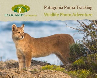 Patagonia Puma Tracking - Wildlife Photo Adventure Travel Guide #Wildlife2014