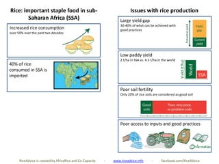 Rice: important staple food in sub-
Saharan Africa (SSA)
40% of rice
consumed in SSA is
imported
Low paddy yield
2 t/ha in SSA vs. 4.5 t/ha in the world
Large yield gap
30-40% of what can be achieved with
good practices
Poor soil fertility
Only 20% of rice soils are considered as good soil
Poor access to inputs and good practices
Increased rice consumption
over 50% over the past two decades
Issues with rice production
RiceAdvice is created by AfricaRice and Co-Capacity - www.riceadvice.info - facebook.com/RiceAdvice
 