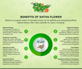Benefits of Sativa flower