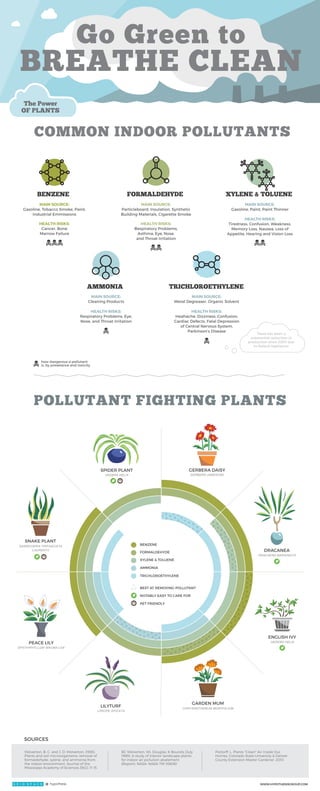 A simple and effective way to help alleviate what
is commonly known as “sick building syndrome”
is to introduce ﬂora into the environment. Many
plants through photosynthesis can synthesize
and neutralize pollutants. The plants below are
from a list of tested and approved NASA greenery.
THE PROBLEM THE SOLUTION
Indoor air pollution is a growing concern for a
population spending more time indoors. There
are obvious pollutants like cigarette smoke, gas
exhaust, and cleaning products, and then there
are the less obvious - like toxic chemicals released
by the "off gassing" of synthetic materials.
POLLUTANT FIGHTING PLANTS
Go Green to
BREATHE CLEAN
MAIN SOURCE:
Metal Degreaser, Organic Solvent
TRICHLOROETHYLENE
BENZENE
MAIN SOURCE:
Gasoline, Tobacco Smoke,
Paint, Industrial Emmissions
HEALTH RISKS:
Cancer, Bone
Marrow Failure
MAIN SOURCE:
Particleboard, Insulation, Synthetic
Building Materials, Cigarette Smoke
HEALTH RISKS:
Respiratory Problems,
Asthma, Eye, Nose,
and Throat Irritation
FORMALDEHYDE
HEALTH RISKS:
Respiratory Problems, Eye,
Nose, and Throat Irritation
MAIN SOURCE:
Cleaning Products
AMMONIA
HEALTH RISKS:
Tiredness, Confusion, Weakness,
Memory Loss, Nausea, Loss of
Appetite, Hearing and Vision Loss
MAIN SOURCE:
Gasoline, Paint, Paint Thinner
XYLENE & TOLUENE
HEALTH RISKS:
Heahache, Dizziness, Confusion,
Cardiac Defects, Fatal Depression
of Central Nervous System,
Parkinson’s Disease
PET FRIENDLY
BEST AT REMOVING POLLUTANT
NOTABLY EASY TO CARE FOR
BENZENE
FORMALDEHYDE
XYLENE & TOLUENE
TRICHLOROETHYLENE
AMMONIA
PEACE LILY
There has been a
substantial reduction in
production since 2007 due
to federal legislation
SPIDER PLANT
HEDERA HELIX
GERBERA DAISY
GERBERA JAMESONII
DRACANEA
DRACAENA MARGINATA
ENGLISH IVY
HEDERA HELIX
GARDEN MUM
CHRYSANTHEMUM MORIFOLIUM
LILYTURF
LIRIOPE SPICATA
SPATHIPHYLLUM 'MAUNA LOA'
COMMON INDOOR POLLUTANTS
SOURCES
Wolverton, B. C. and J. D. Wolverton. (1993).
Plants and soil microorganisms: removal of
formaldehyde, xylene, and ammonia from
the indoor environment. Journal of the
Mississippi Academy of Sciences 38(2), 11-15.
BC Wolverton, WL Douglas, K Bounds (July
1989). A study of interior landscape plants
for indoor air pollution abatement
(Report). NASA. NASA-TM-108061
Pottorff, L. Plants "Clean" Air Inside Our
Homes. Colorado State University & Denver
County Extension Master Gardener. 2010
WWW.HYPOTHESISGROUP.COM@
how dangerous a pollutant
is, by prevelance and toxicity
The Power
OF PLANTS
SNAKE PLANT
SANSEVIERIA TRIFASCIATA
'LAURENTII'
 