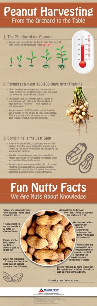 Peanut Processing Infographic
