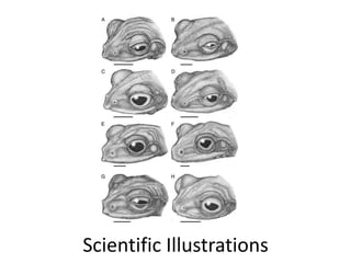 Scientific Illustrations