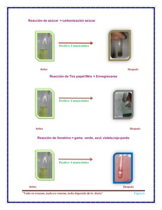 “Todo es veneno, nada es veneno, todo depende de la dosis” Página 6
Reacción de azúcar = carbonización azúcar
Positivo Característico
Reacción de Tira papel filtro = Ennegrecerse
Positivo Característico
Reacción de Veratrina = gama verde, azul, violeta,rojo-pardo
Positivo Característico
Antes Después
Antes Después
Antes Después
 