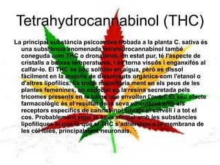 Tetrahydrocannabinol (THC) La principal substància psicoactiva trobada a la planta C. sativa és una substància anomenada tetrahidrocannabinol també coneguda com THC o dronabinol. En estat pur, té l'aspecte de cristalls a baixes temperatures, i es torna viscós i enganxifós al calfar-lo. El THC és poc soluble en aigua, però es dissol fàcilment en la majoria de dissolvents orgànics com l'etanol o d'altres lipofílics. Es troba majoritària ment en els peus de les plantes femenines, en especial en la resina secretada pels tricomes presents en la baina que envolten l'ovari. El seu efecte farmacològic és el resultat de la seva vinculació amb els receptors específics de cannabinol situats al cervell i a tot el cos. Probablement sigui la seva afinitat amb les substàncies lipofíliques el que fa que el THC s’adhereixin a la membrana de les cèl·lules, principalment neuronals. 