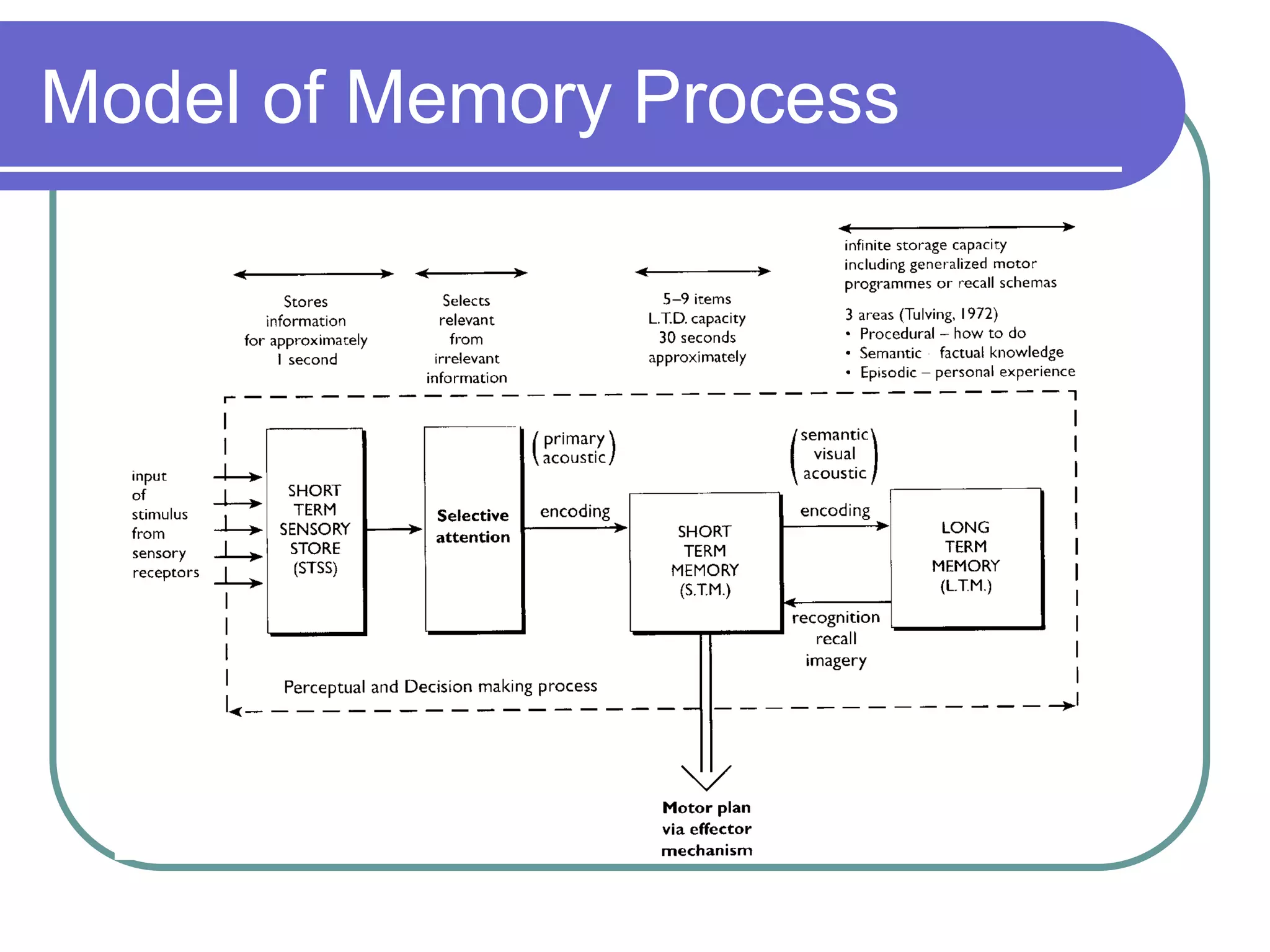 Model of Memory Process
 