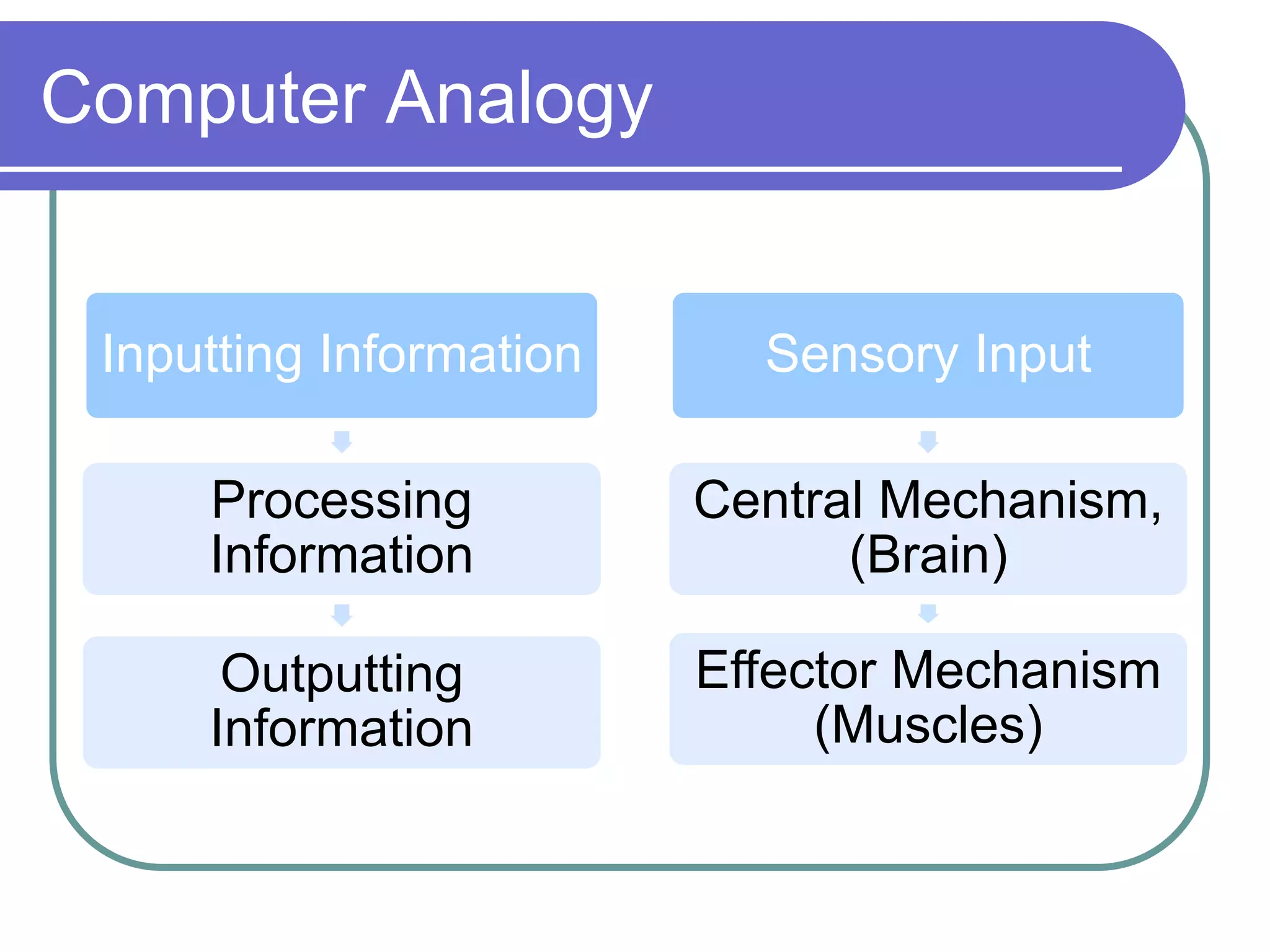 Computer Analogy
Inputting Information
Processing
Information
Outputting
Information
Sensory Input
Central Mechanism,
(Brain)
Effector Mechanism
(Muscles)
 
