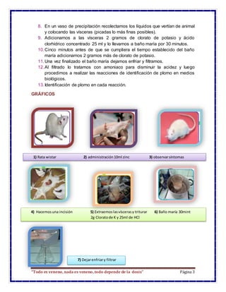 “Todo es veneno, nada es veneno, todo depende de la dosis” Página 3
8. En un vaso de precipitación recolectamos los líquidos que vertían de animal
y colocando las vísceras (picadas lo más finas posibles).
9. Adicionamos a las vísceras 2 gramos de clorato de potasio y ácido
clorhídrico concentrado 25 ml y lo llevamos a baño maría por 30 minutos.
10.Cinco minutos antes de que se cumpliera el tiempo establecido del baño
maría adicionamos 2 gramos más de clorato de potasio.
11.Una vez finalizado el baño maría dejamos enfriar y filtramos.
12.Al filtrado lo tratamos con amoniaco para disminuir la acidez y luego
procedimos a realizar las reacciones de identificación de plomo en medios
biológicos.
13.Identificación de plomo en cada reacción.
GRÁFICOS
1) Rata wistar 2) administración10ml zinc 3) observarsíntomas
4) Hacemosuna incisión 5) Extraemoslasvíscerasy triturar 6) Baño maría 30mint
2g Cloratode K y 25ml de HCl
7) Dejarenfriary filtrar
 