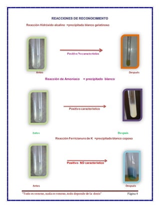 “Todo es veneno, nada es veneno, todo depende de la dosis” Página 4
Reacción Hidróxido alcalino =precipitado blanco gelatinoso
Positivo No característico
Reacción de Amoniaco = precipitado blanco
Positivo característico
Antes Después
Reacción Ferricianuro de K =precipitado blanco coposo
Positivo NO característico
Antes Después
Antes Después
 