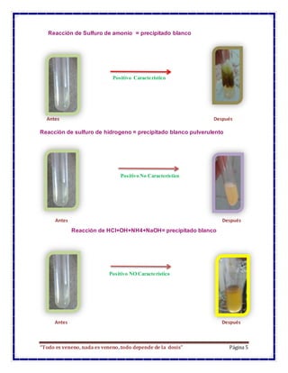 “Todo es veneno, nada es veneno, todo depende de la dosis” Página 5
Reacción de Sulfuro de amonio = precipitado blanco
Positivo Característico
Reacción de sulfuro de hidrogeno = precipitado blanco pulverulento
Positivo No Característico
Reacción de HCl+OH+NH4+NaOH= precipitado blanco
Positivo NO Característico
Antes Después
Antes Después
Antes Después
 