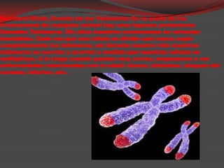                               Reinhard Stindl, Erosión de los Telómeros: En la punta de los cromosomas de cualquier animal hay unos tapones protectores llamados Telómeros. Sin ellos nuestros cromosomas se volverían inestables. Cada vez que una célula se divide casi nunca copia completamente los telómeros, así durante nuestra vida nuestros telómeros se acortar y acortan a medida que nuestras células se multiplican. A la larga cuando quedan muy cortos, empezamos a ver enfermedades relacionadas con la edad: cáncer, alzheimer, ataques del corazón, infartos ,etc.